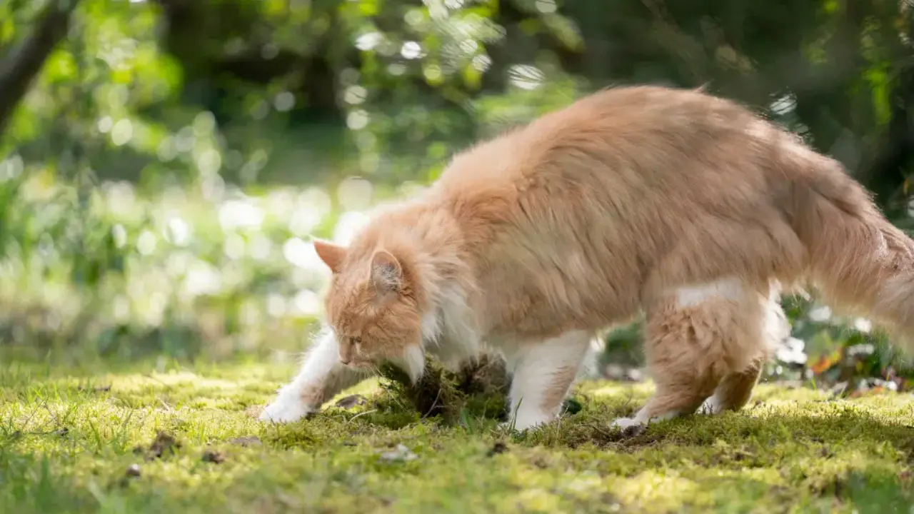 About Slug Proof Bowl Cat