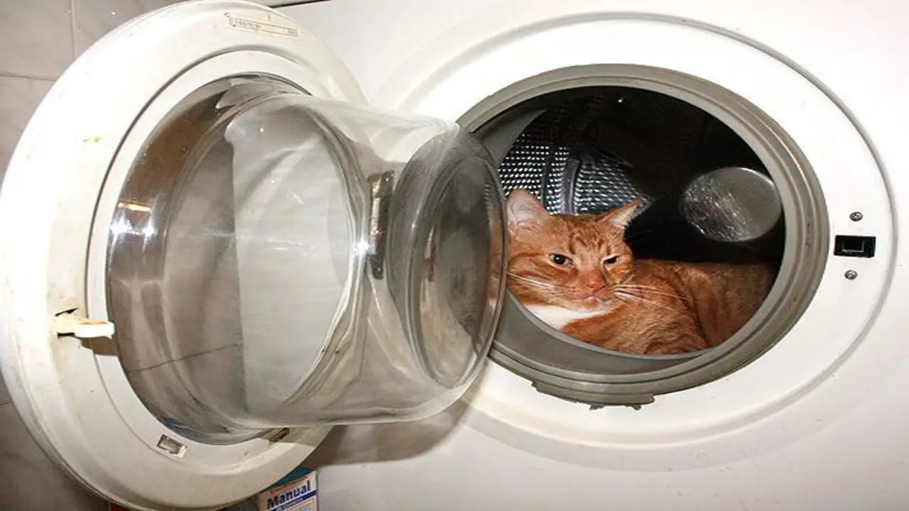 Add A Cat-Friendly Washer