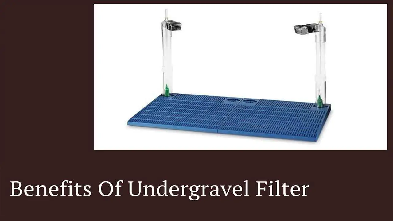 Benefits Of Undergravel Filter
