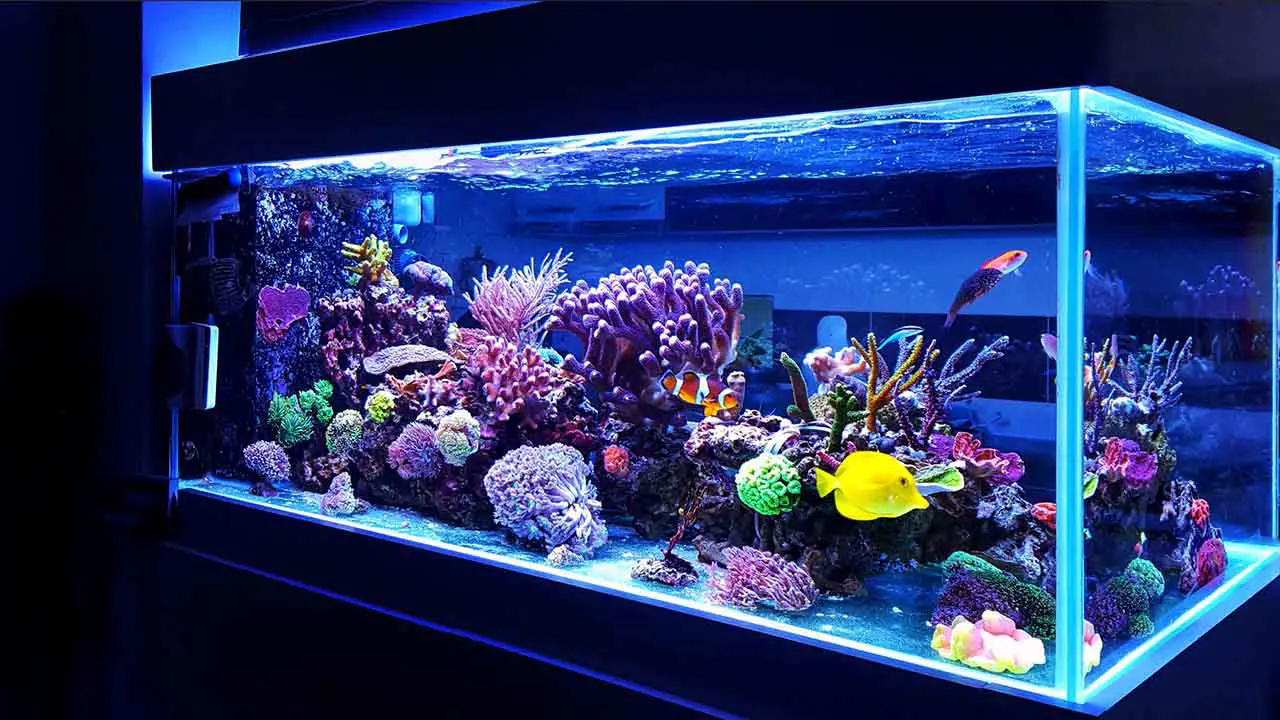 Best Undergravel Filter For Aquarium