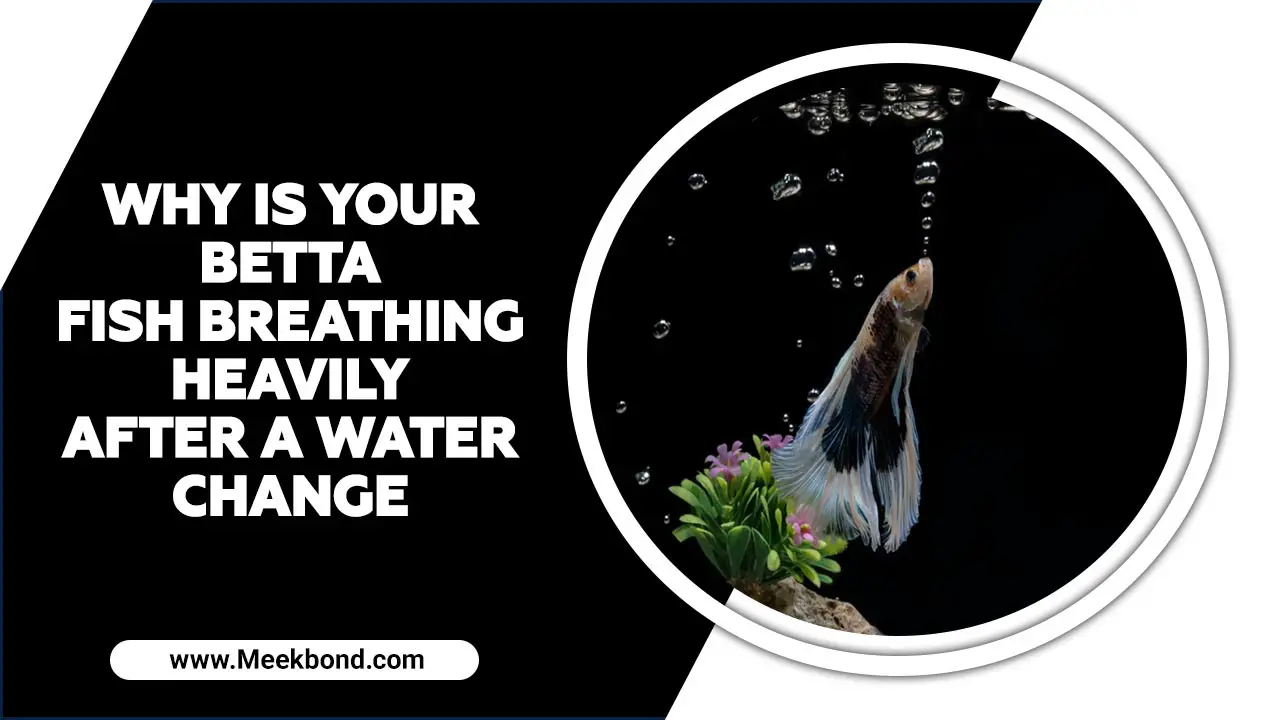 Why Is Your Betta Fish Breathing Heavily After a Water Change – In Deatails