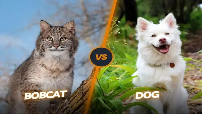 Bobcat Vs Dog -Here’s What You Need To Know