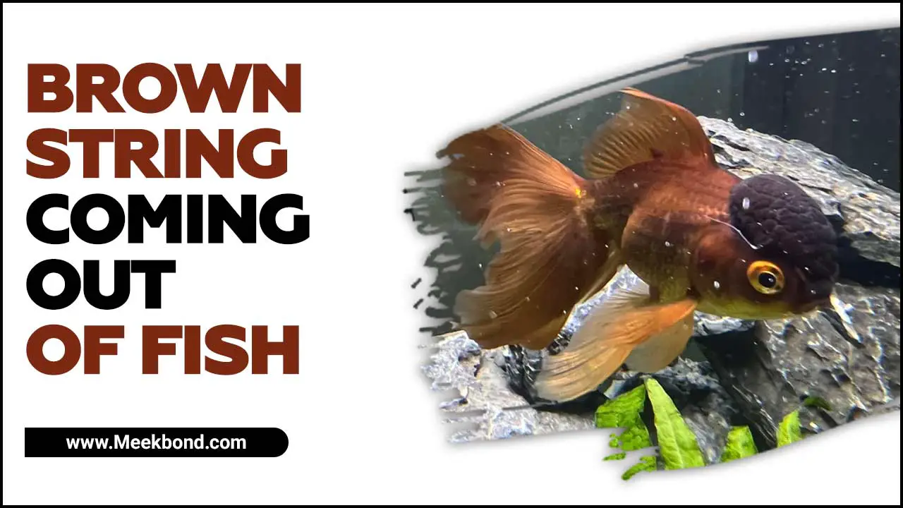Brown String Coming Out Of Fish – What To Do?
