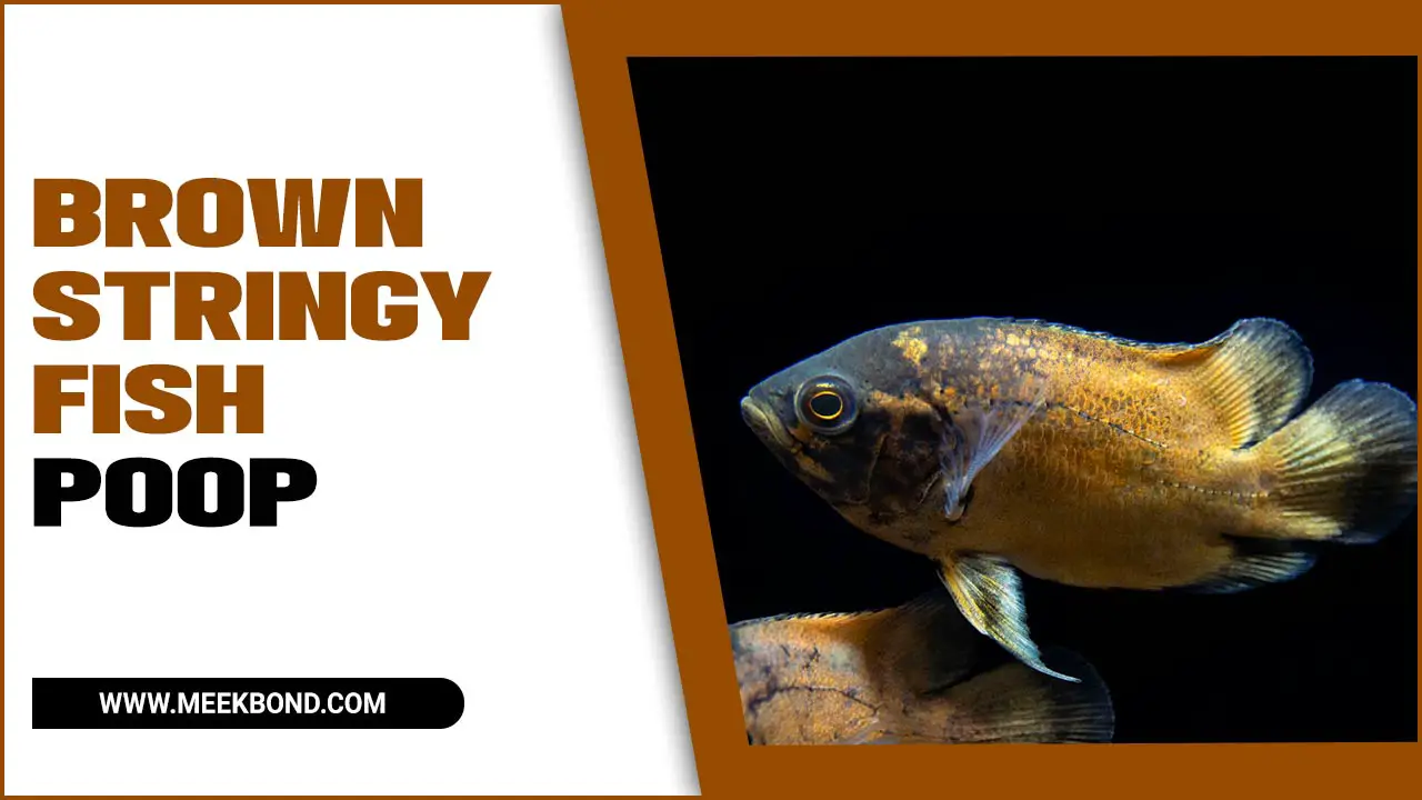 Brown Stringy Fish Poop – What You Need To Know