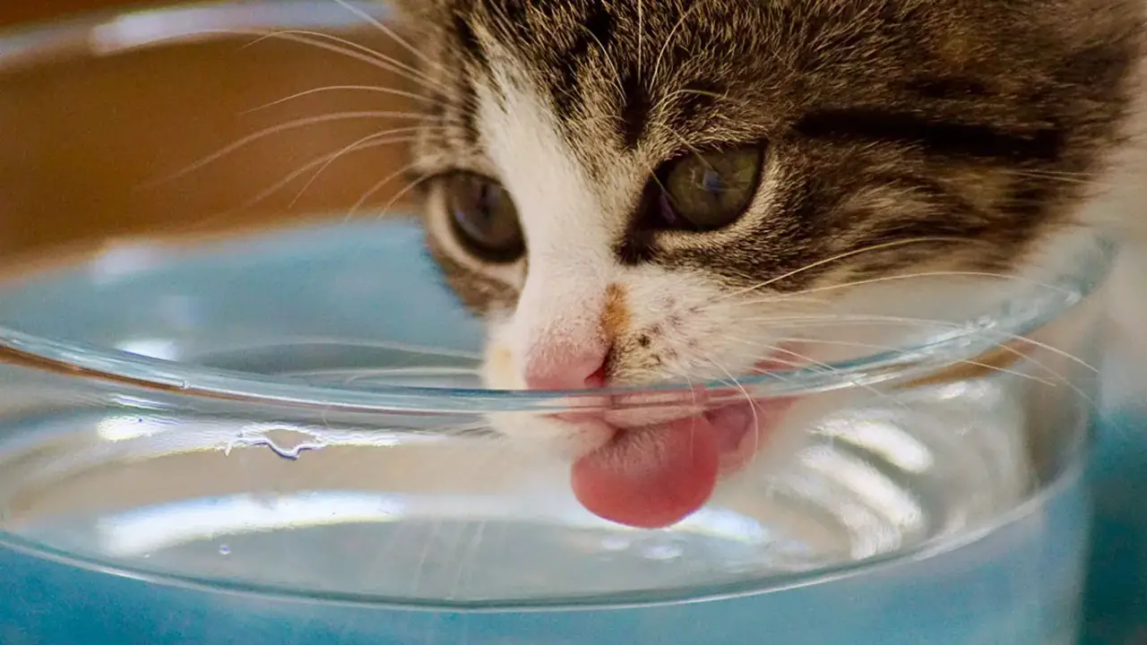 Can A Cat Go Overnight Without Water – Details Answer
