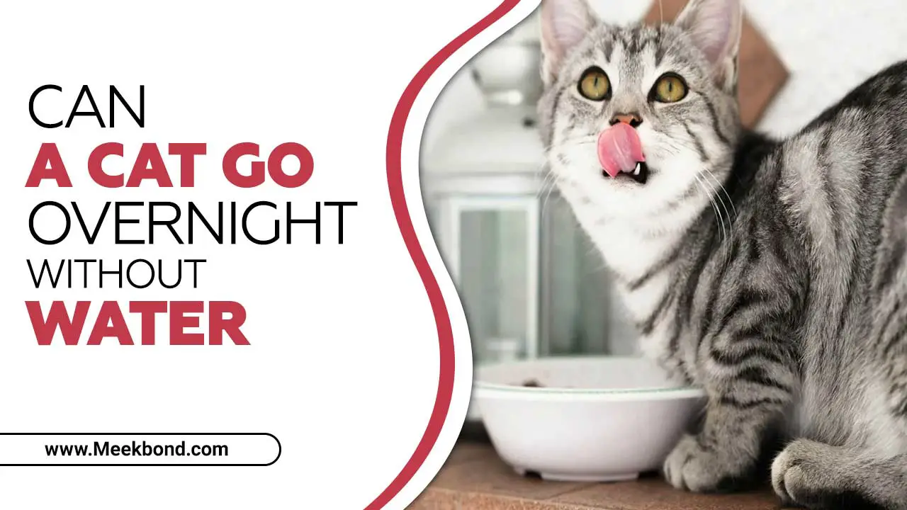 Can A Cat Go Overnight Without Water? – A Expert Guideline