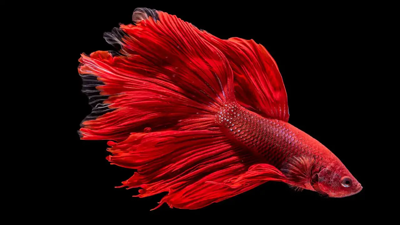 Can Betta Fish See In The Dark And Do They Need Light At Night