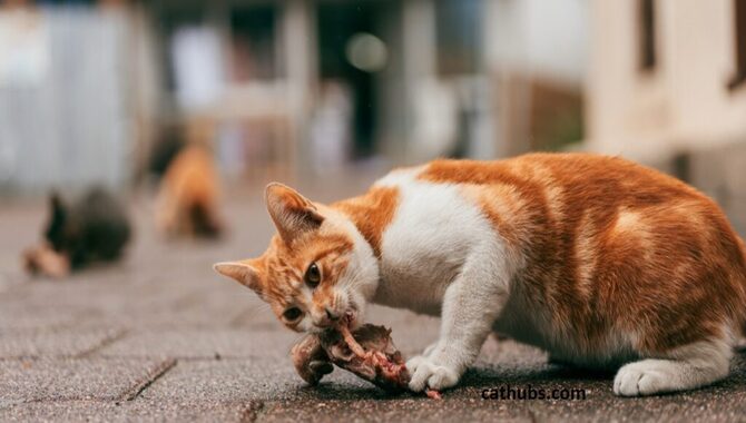 Can Cats Eat Turkey Necks - Follow The Guide