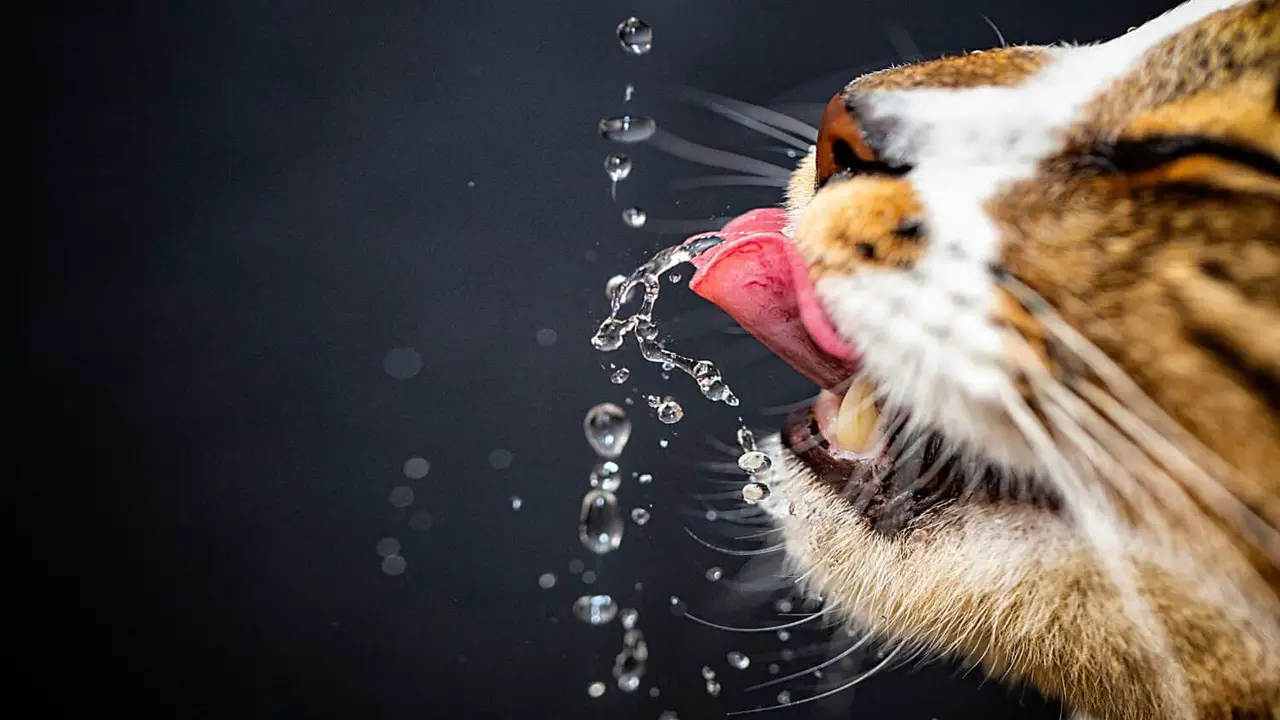 Can Cats Go Without Water For Short Periods Of Time