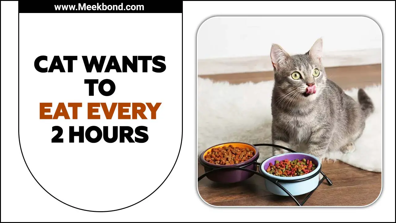 Cat Wants To Eat Every 2 Hours – Is That Normal?
