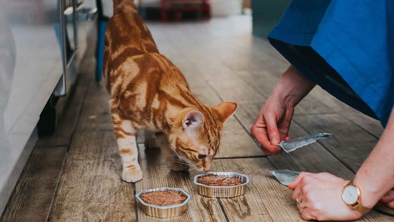 Cat Will Only Eat Food Off The Floor? 6 Common Reasons