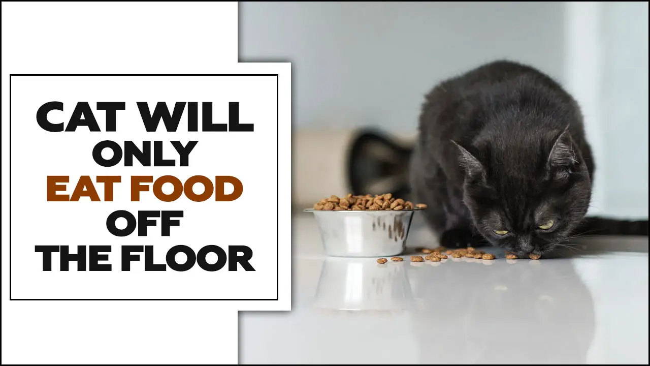 Cat Will Only Eat Food Off The Floor – An A Depth Guide