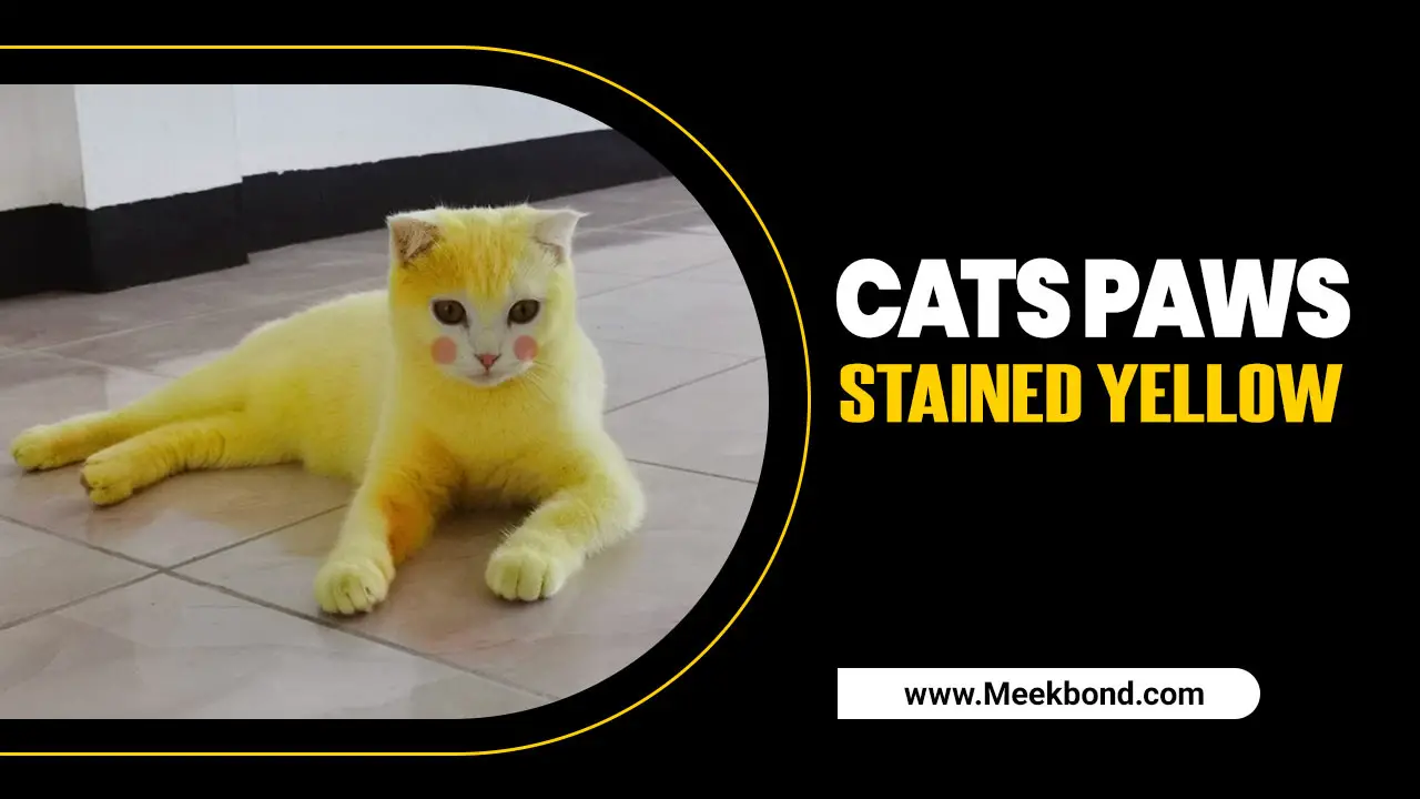 Cats Paws Stained Yellow – What Should I Do?