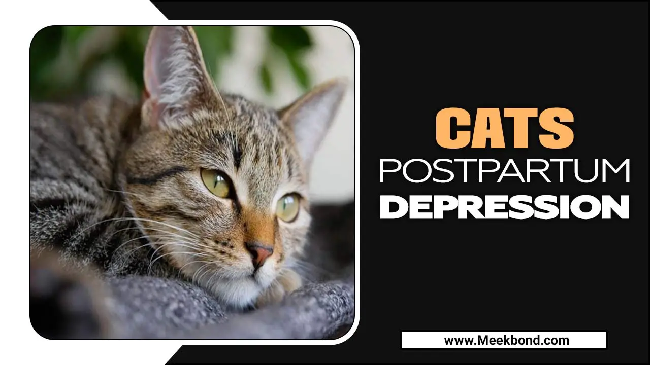 Cats Postpartum Depression – What Should I Do?