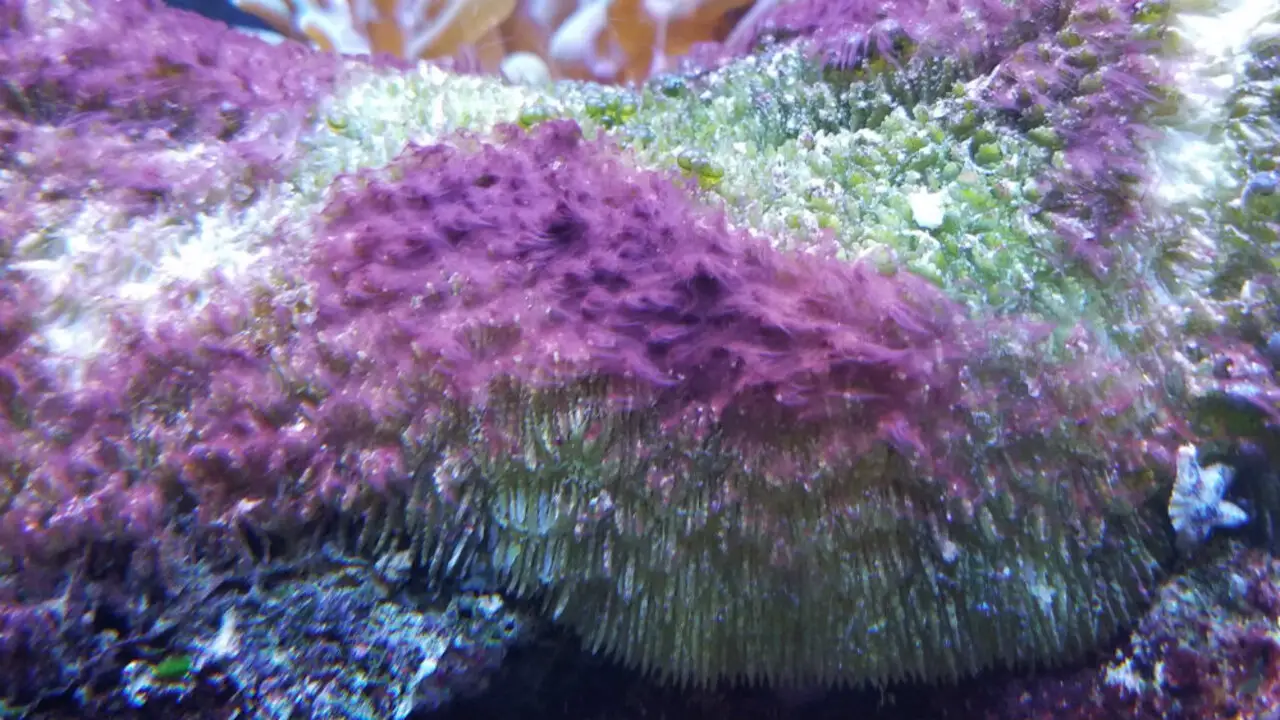Causes Of Purple Algae In Fish Tanks