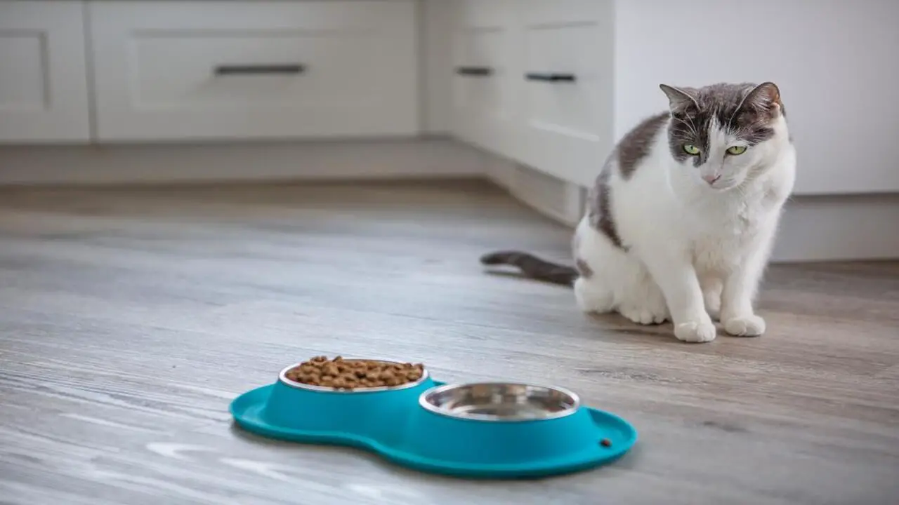 Changes In Food Or Litter Might Cause Cat Depression