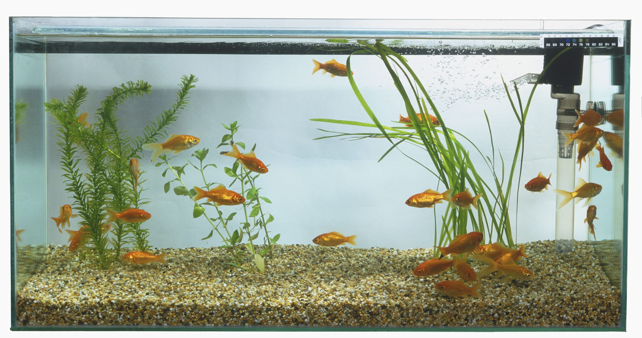 Choosing The Right Tank Setup And Filtration System