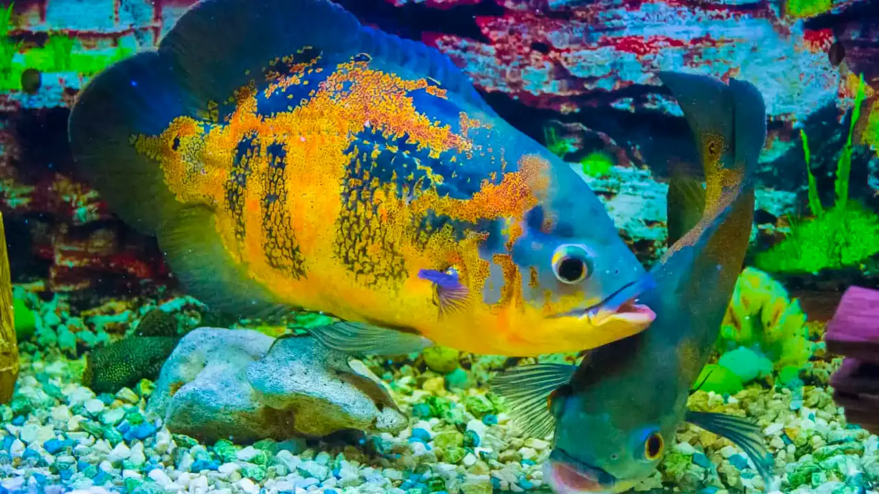 Common Mistakes To Avoid When Caring For Your Oscar Fish’s Skin Health