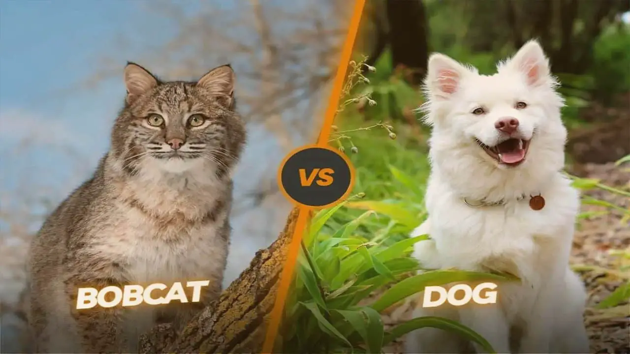 Comparison Of Dog Breeds And Bobcat Size And Strength
