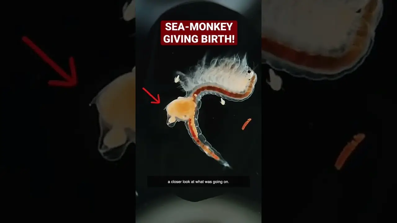 Dead Sea Monkeys Can Give Birth To Live Babies