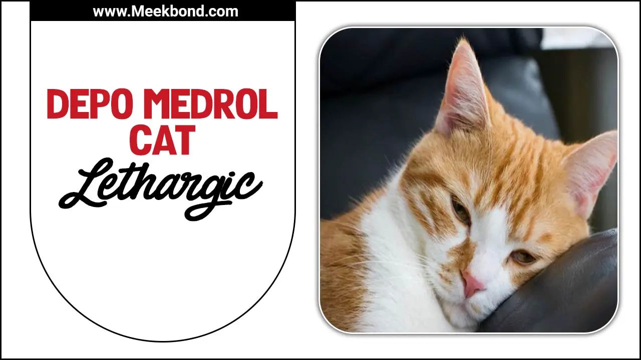 Depo Medrol Cat Lethargic – Everything You Should Know About