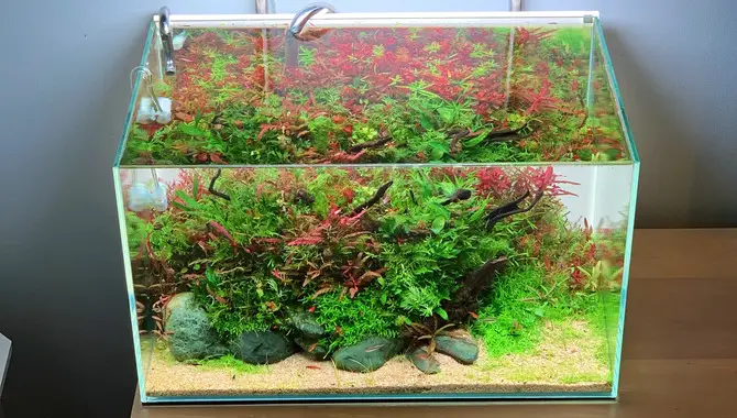 Different Styles Of Aquascaping For Sand Aquariums