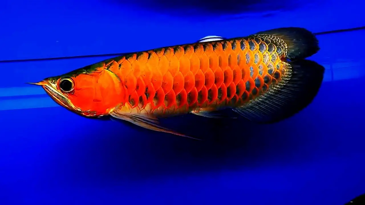 Dwarf Arowana Fish In A Tank: Care Secrets Revealed