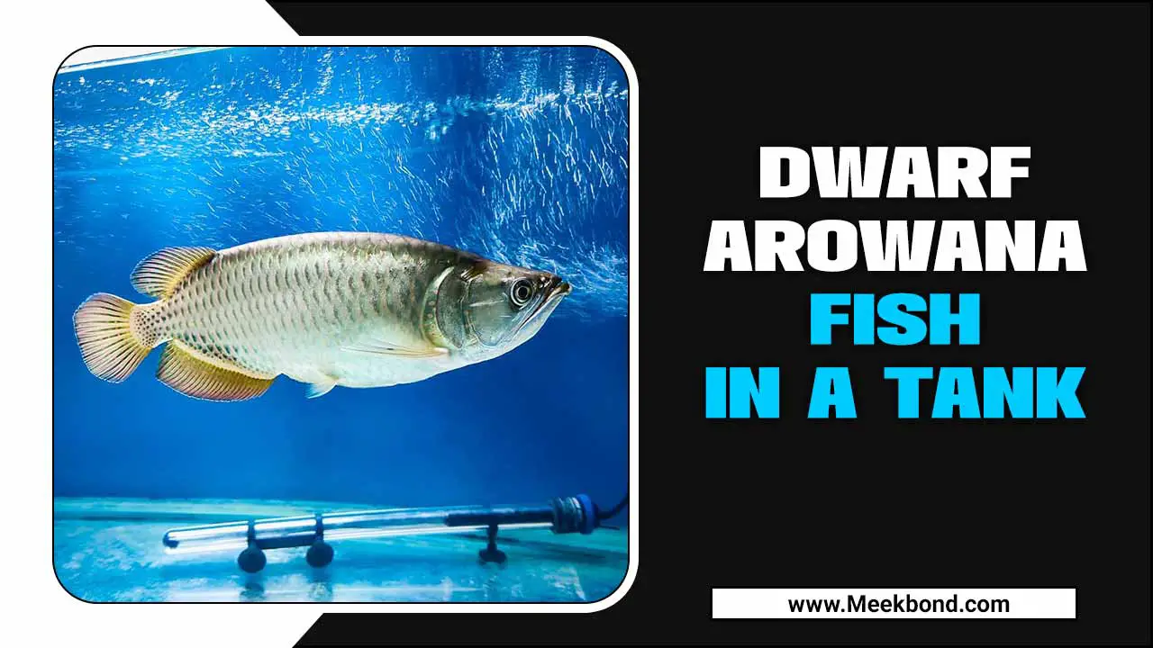 Dwarf Arowana Fish In A Tank- How To Care For It?