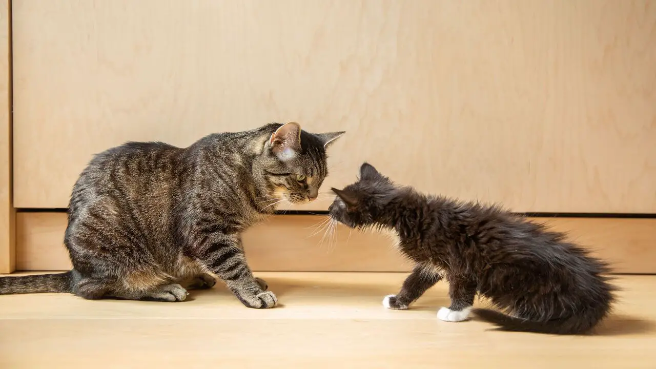 How Can You Stop Your Older Cat From Hurting Your Kitten