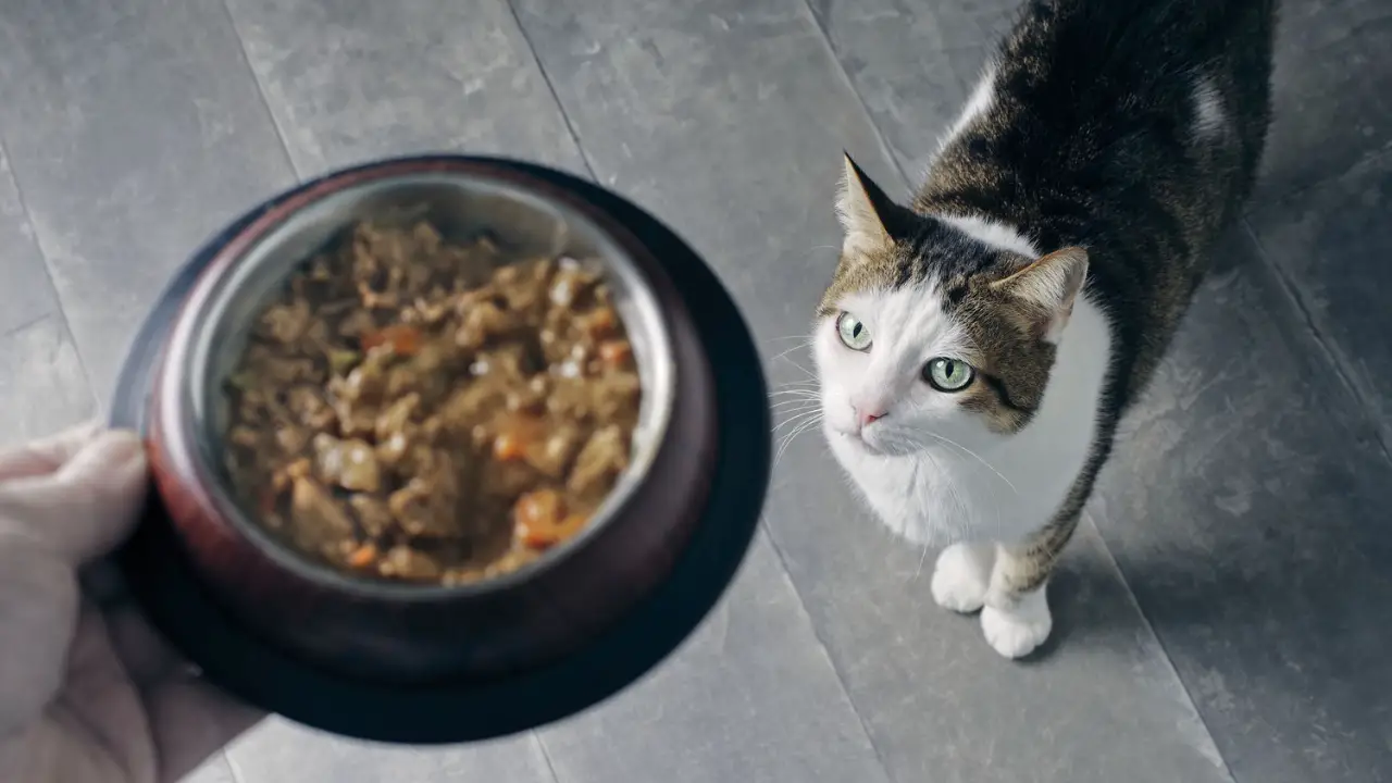 How Do I Pick Up What Food Is Good For My Cat’s Health