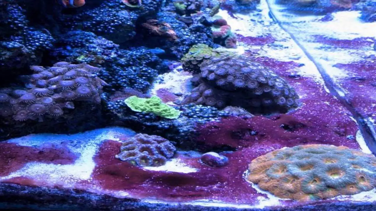 How Do You Control Purple Algae Growth In A Freshwater Fish Tank