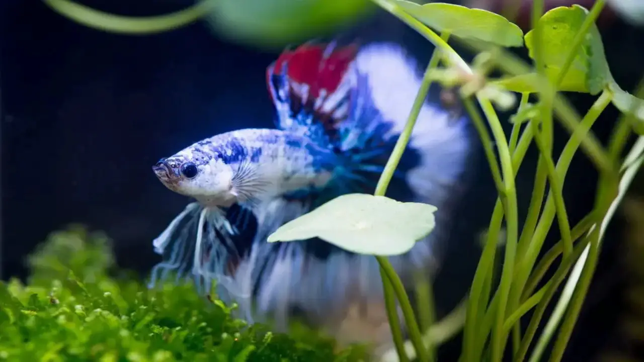 How Does A Betta Fish Know When Food Is In Its Aquarium