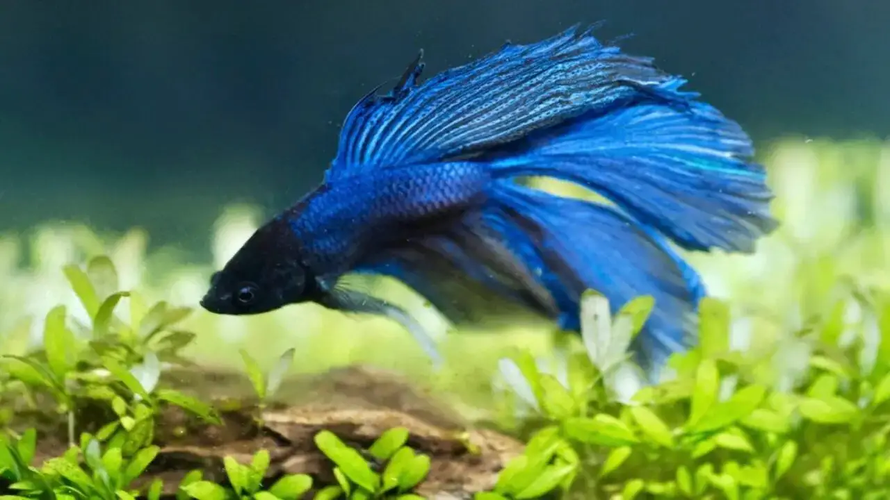How Does Betta Fish Vision Work