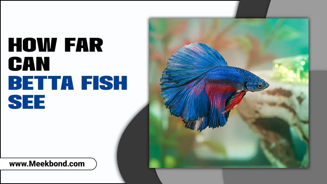 How Far Can Betta Fish See? – The Answer Is Surprising!