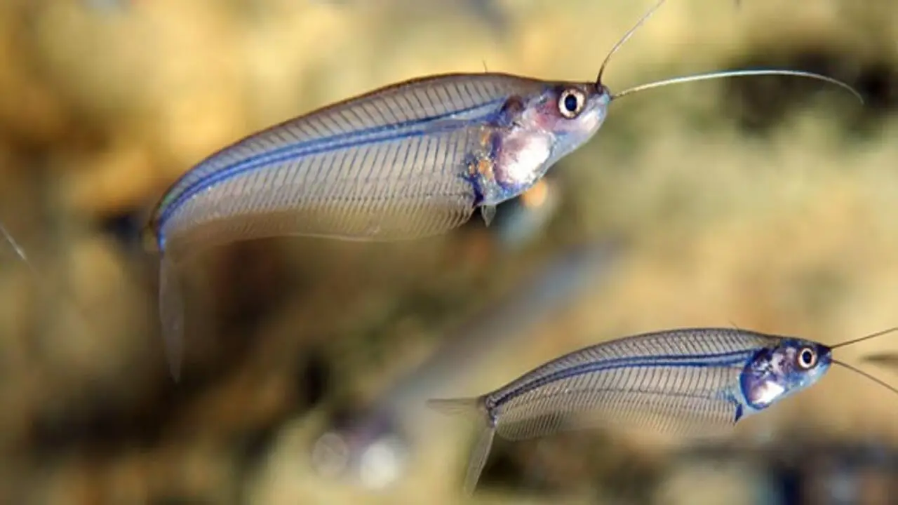 How Long Are Glass Catfish Pregnant