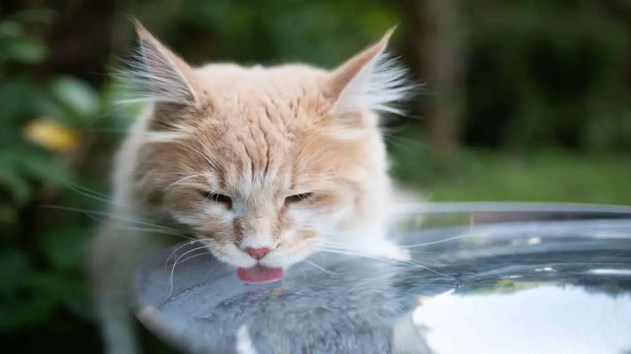 How Long Does It Take For A Cat To Drink Water
