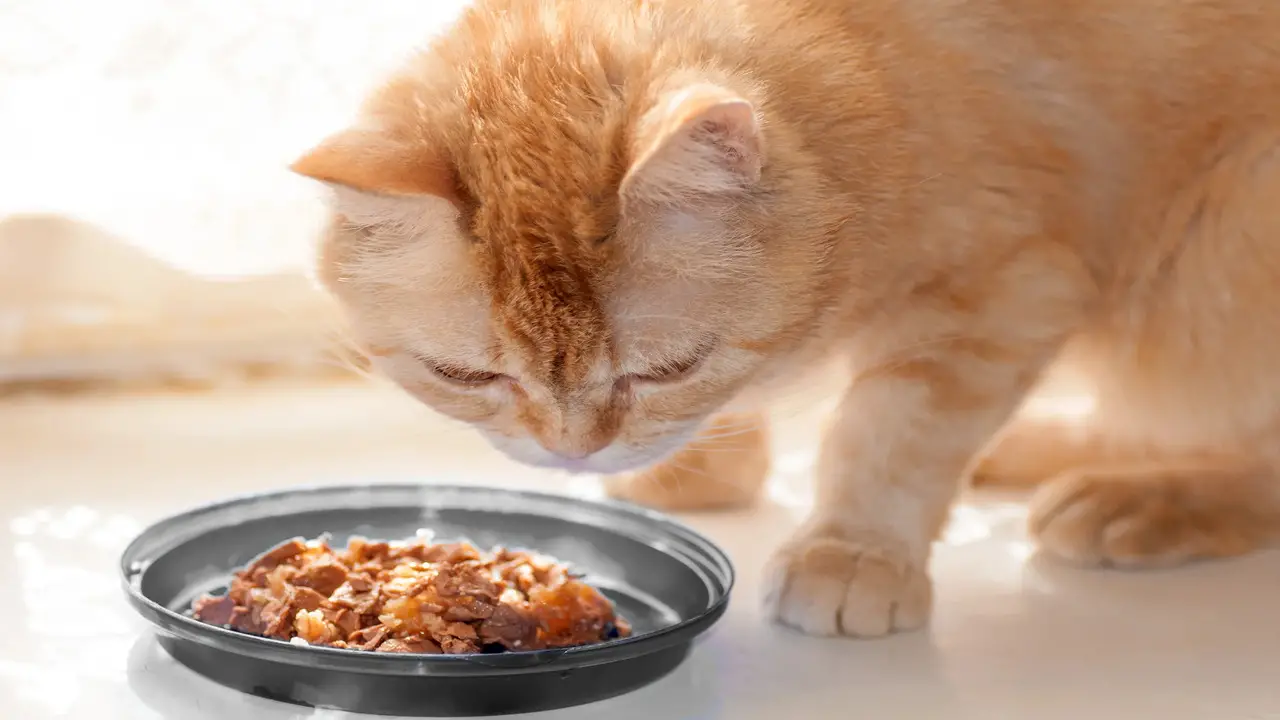 How Many Times Should A Cat Eat Per Day