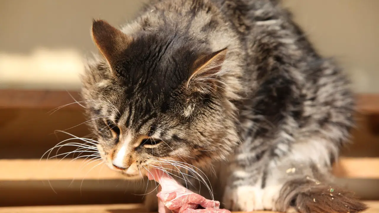 How Much Chicken To Feed A Cat Per Day Find Out Here