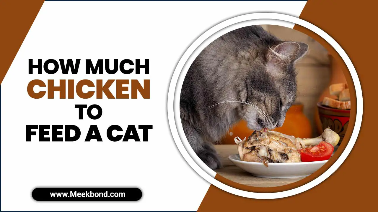 How Much Chicken To Feed A Cat? –  Important Things To Know
