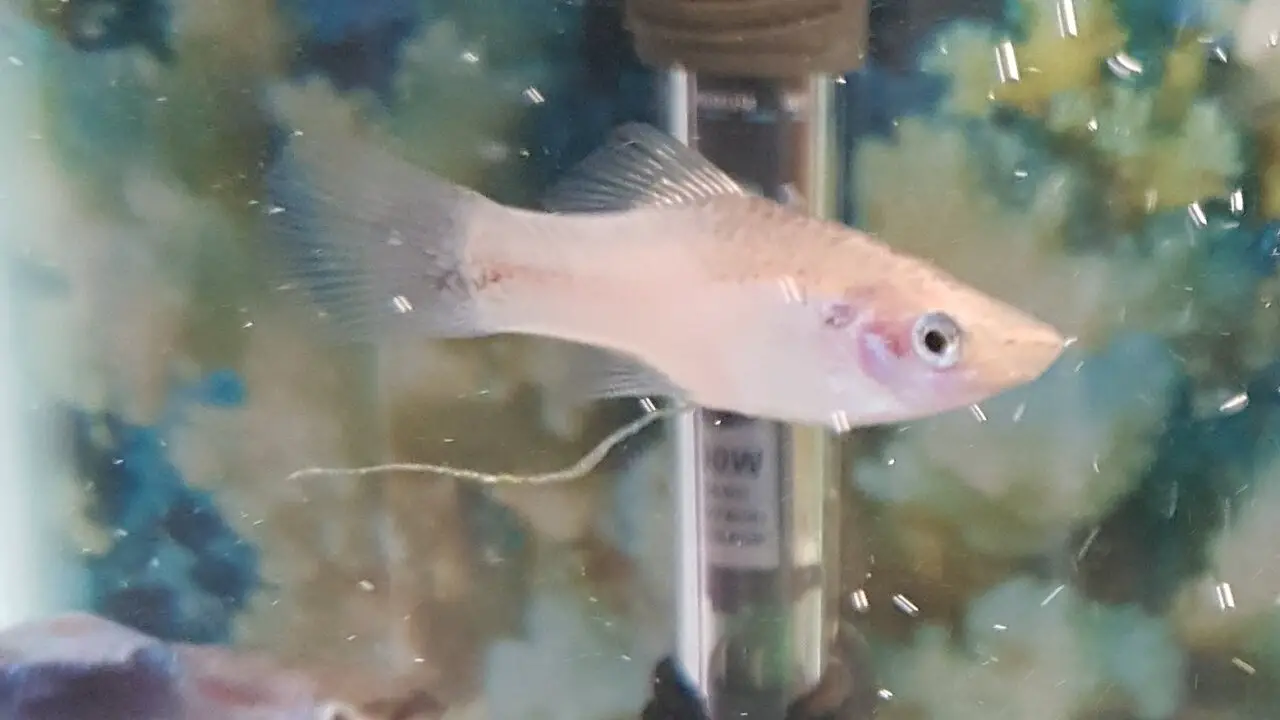 How To Avoid Guppies Getting White Stringy Poop