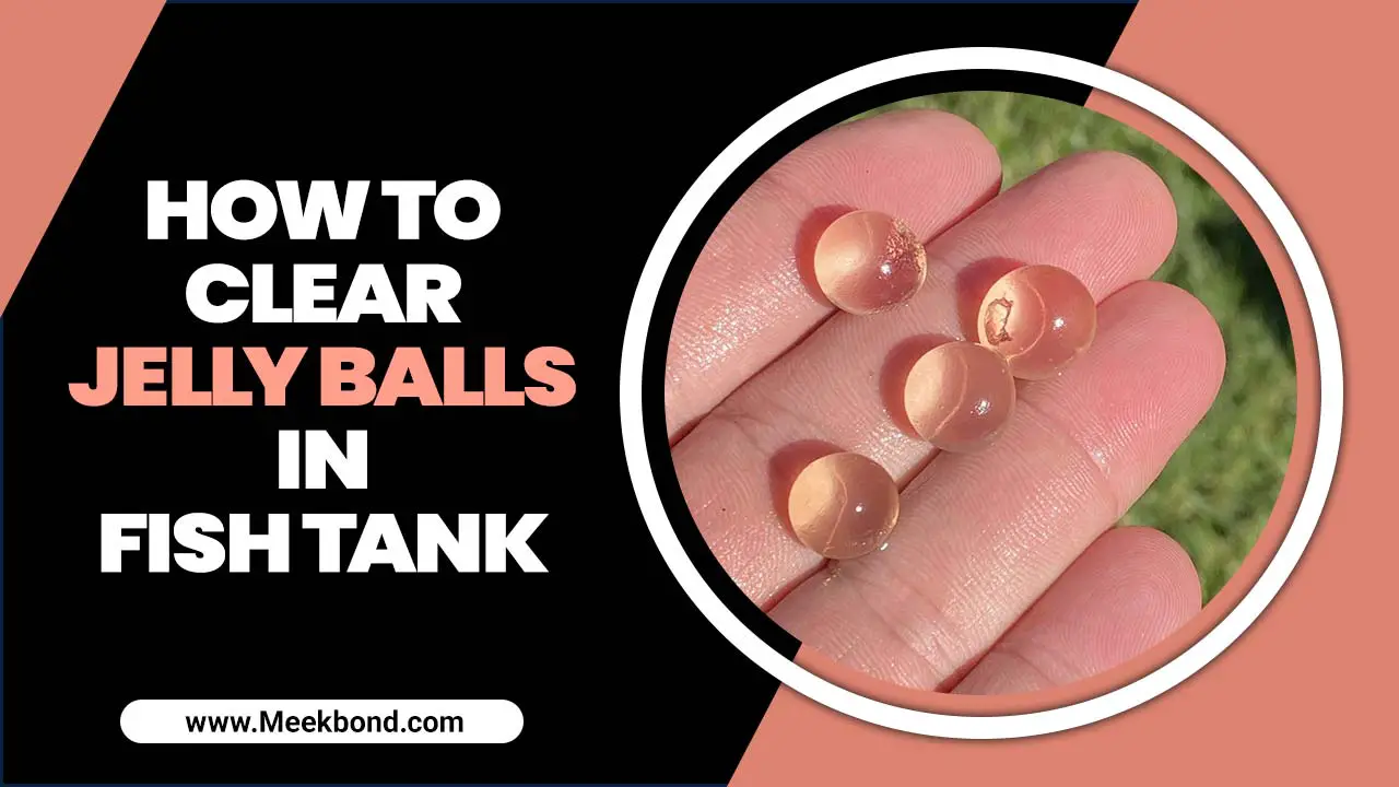 How To Clear Jelly Balls In Fish Tank – Explained