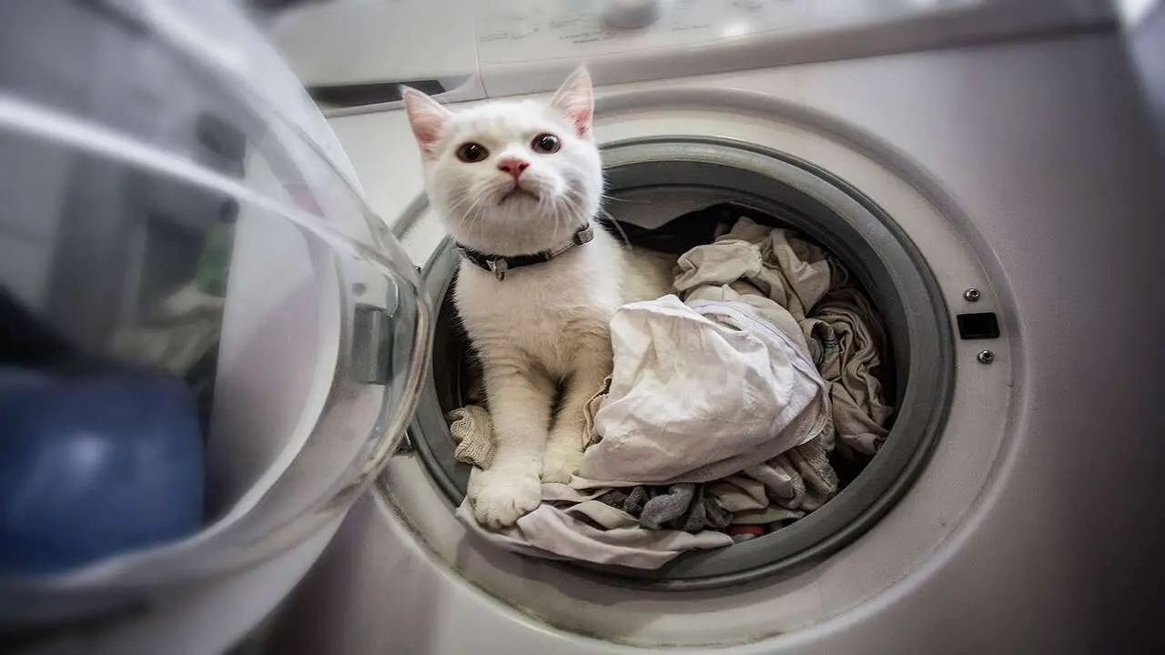How To Keep Cat From Going Behind Washer And Dryer Several Ways