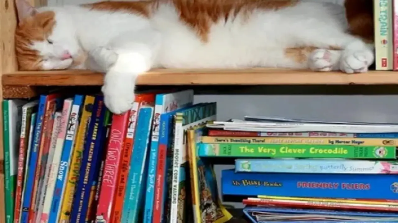 How To Keep Cat Off Bookshelf In 8 Ways