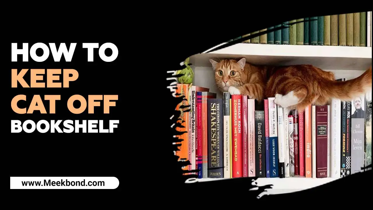 How To Keep Cat Off Bookshelf? – Pets Care Guideline