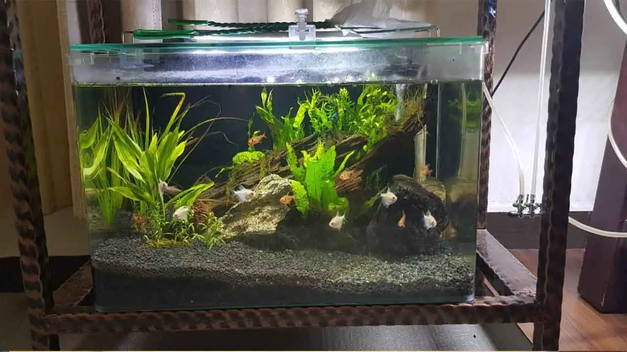 How To Minimize Stress During Water Changes