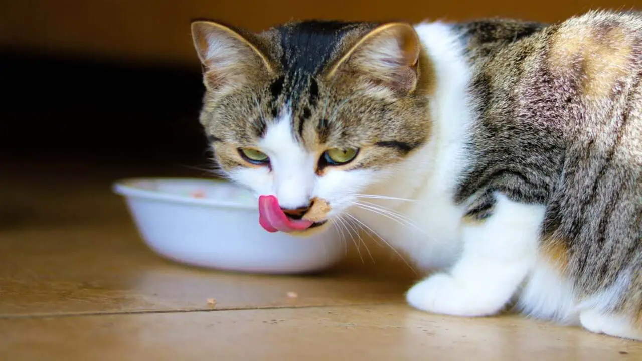 How To Prevent A Cat From Overeating