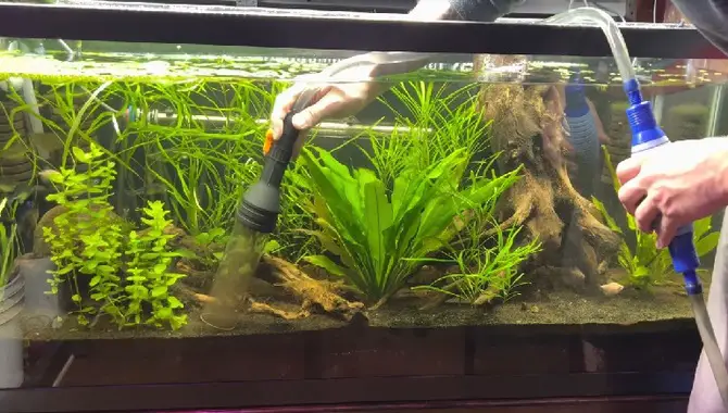 How To Properly Maintain And Clean Your Sand Substrate