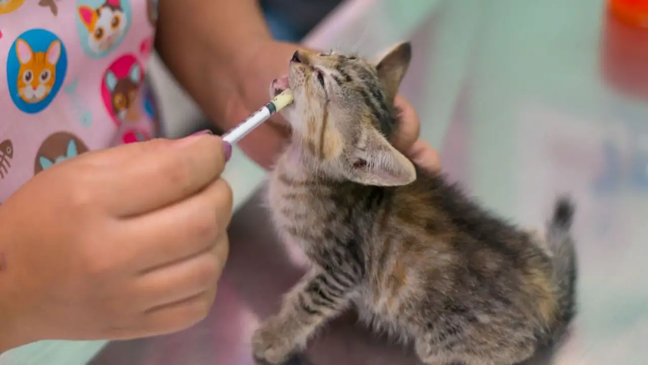 How To Reduce The Effects Of Dewormer Overdose In Cats