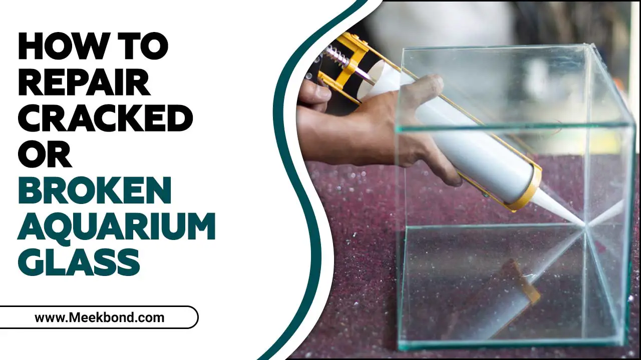 How To Repair Cracked Or Broken Aquarium Glass – A Beginner Guide
