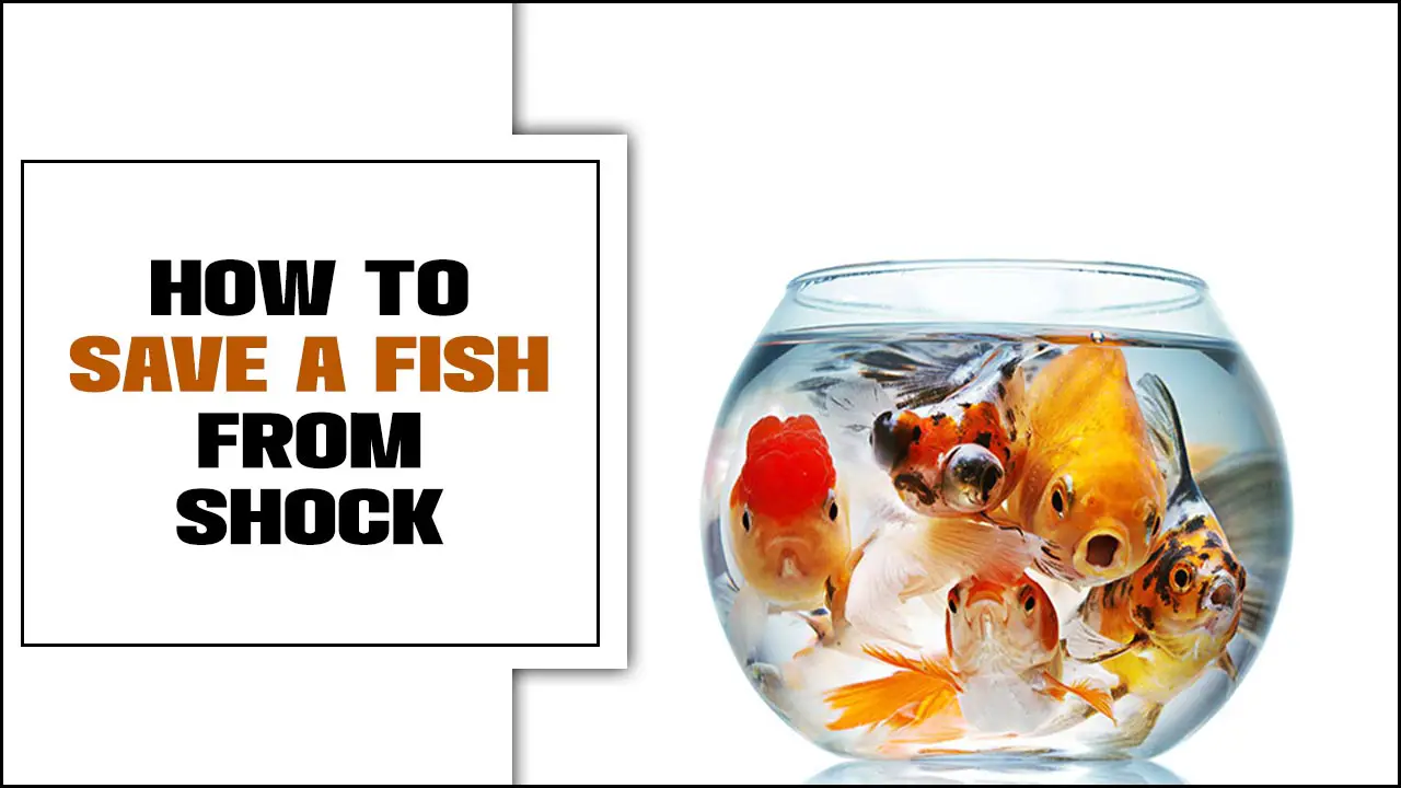 How To Save A Fish From Shock – Explained